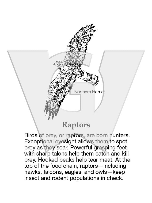 Raptors – Wilderness Graphics, Inc.