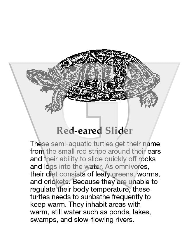 Red-eared Slider – Wilderness Graphics, Inc.