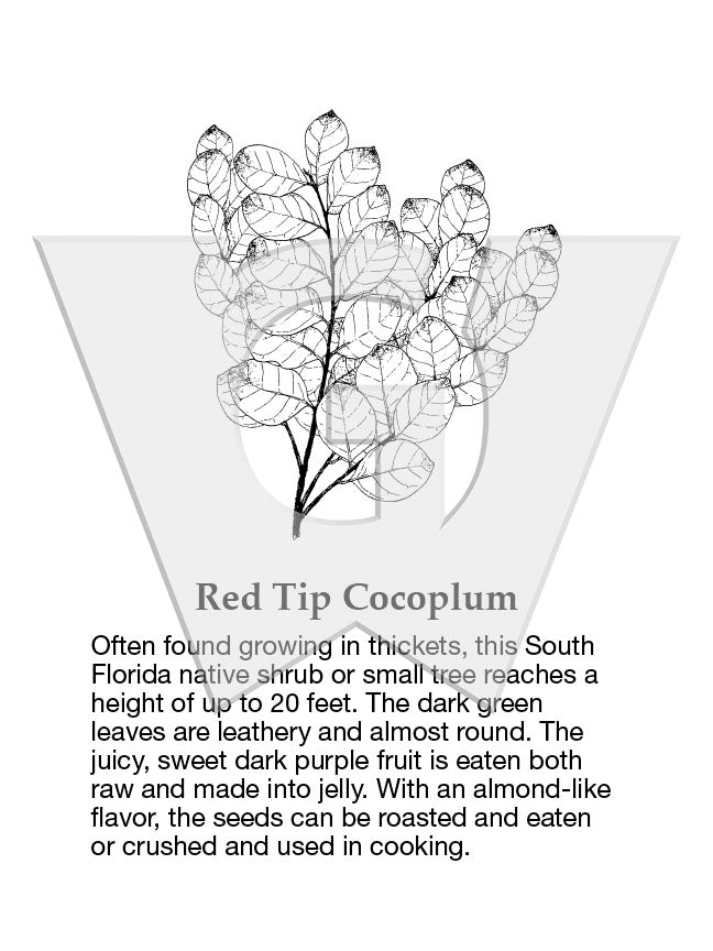Red Tip Cocoplum