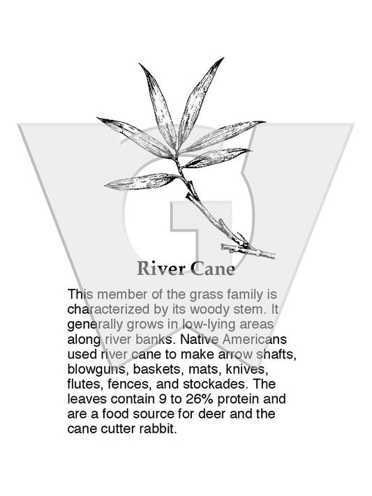 River Cane
