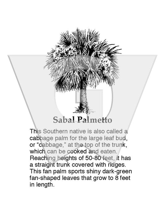 Sabal Palmetto