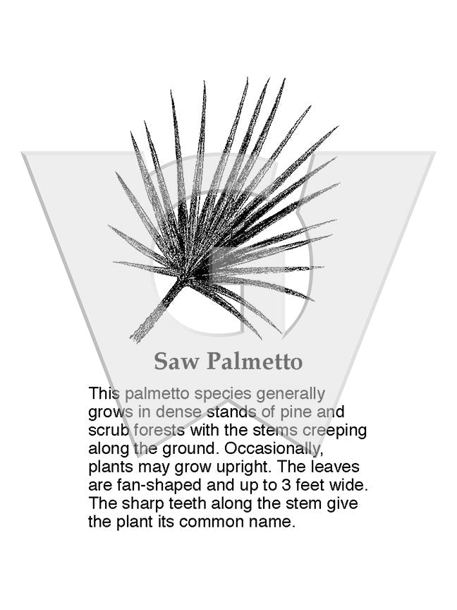 Saw Palmetto