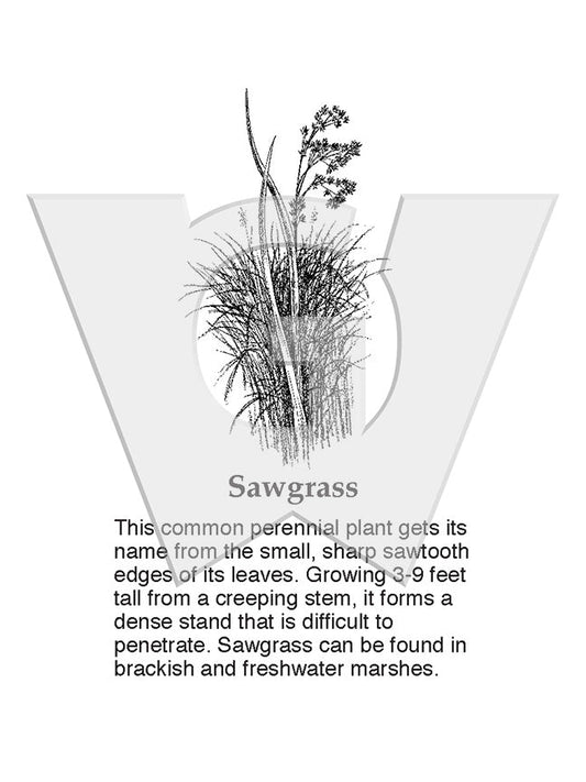 Sawgrass