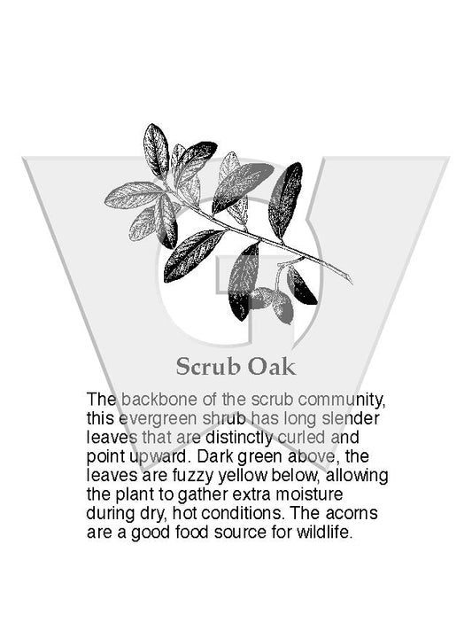 Scrub Oak