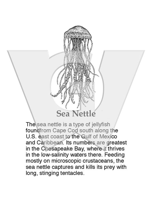 Sea Nettle Sign