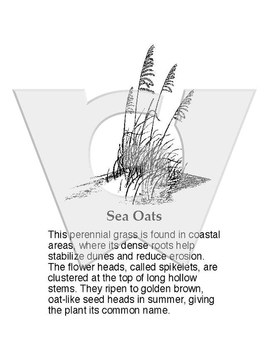 Sea Oats