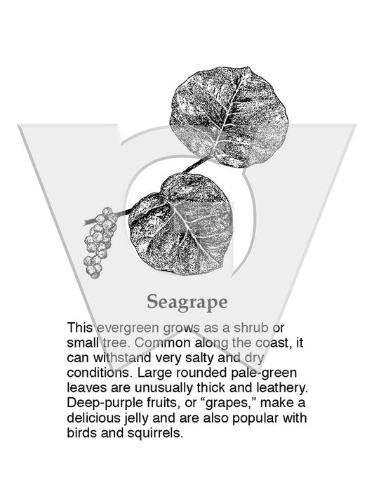 Sea Grape