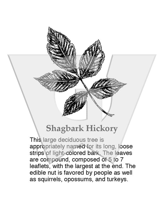 Shagbark Hickory