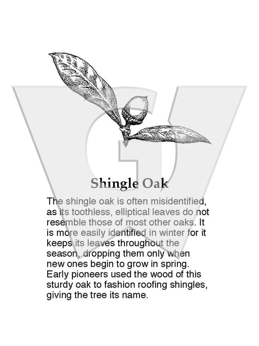 Shingle Oak
