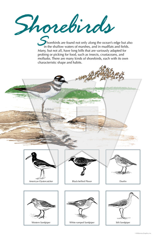 An interpretive sign titled 'Shorebirds' showing illustrations of various birds and their habitat.