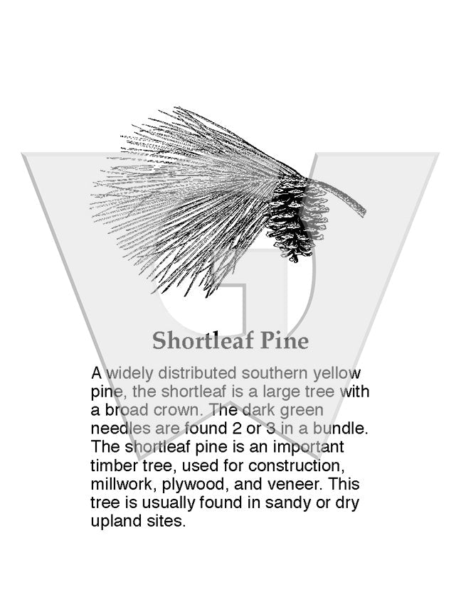 Shortleaf Pine