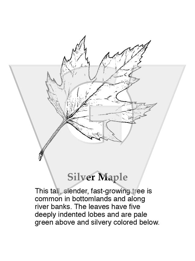 Silver Maple