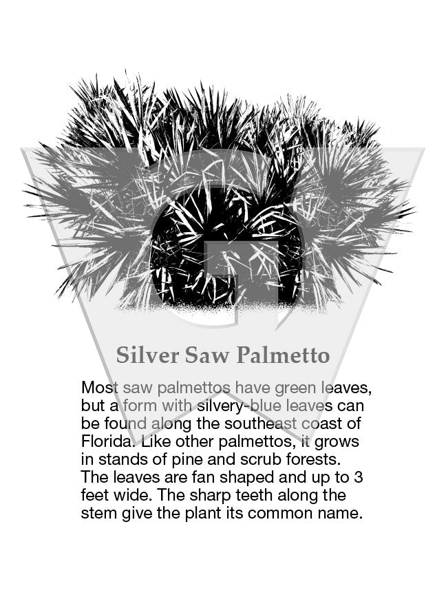 Silver Saw Palmetto
