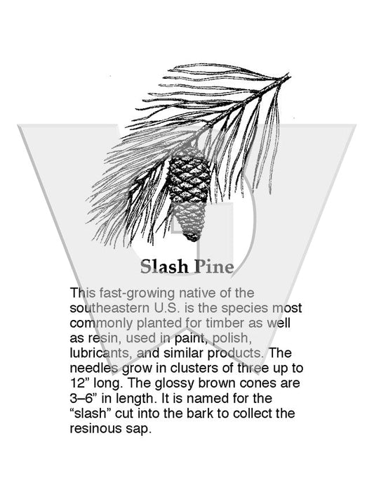 Slash Pine