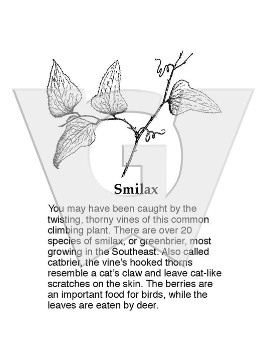 Smilax