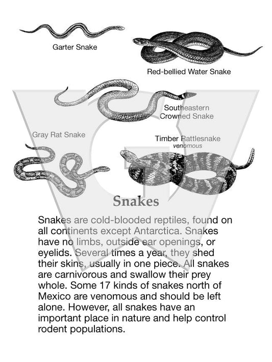 Snakes Sign