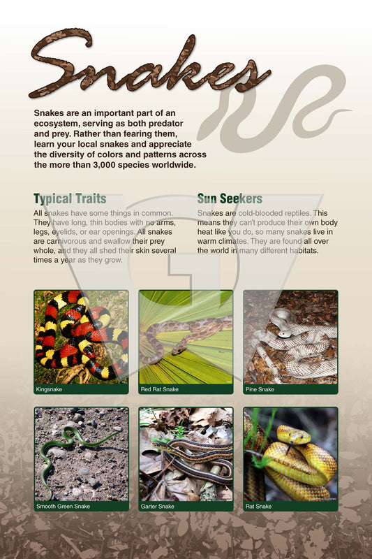 A interpretive sign of various snakes, both venomous and non-venomous, with accompanying textual information about their characteristics and habitats.