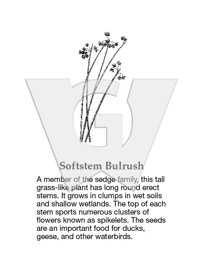 Softstem Bulrush