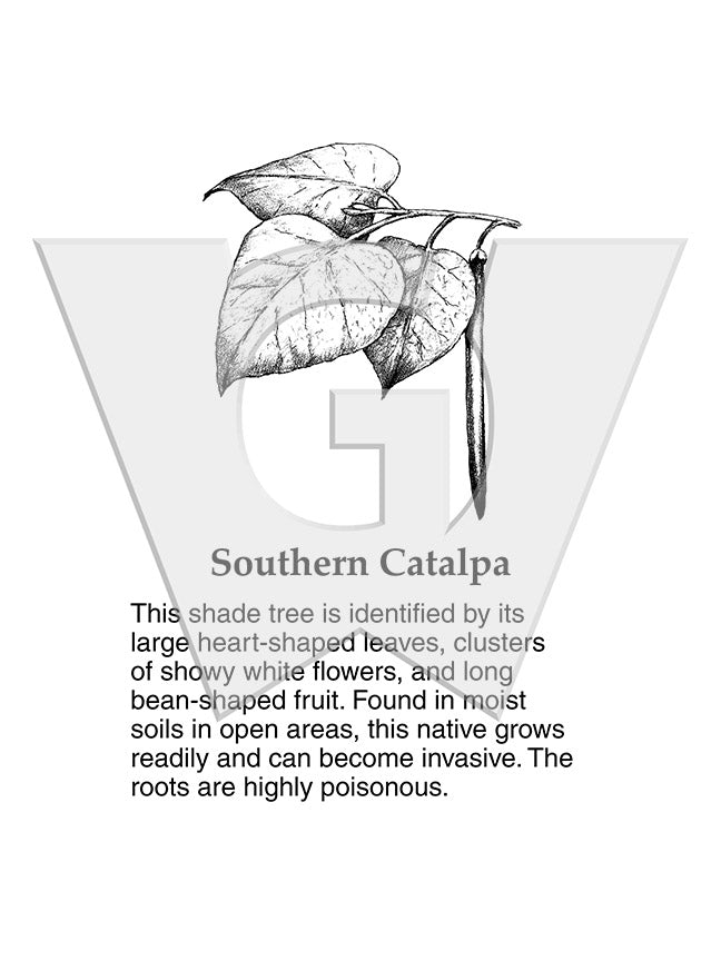 Southern Catalpa
