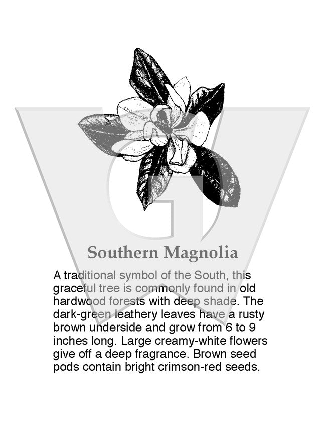 Magnolia Tree Label Southern Magnolia – Wilderness Graphics, Inc.