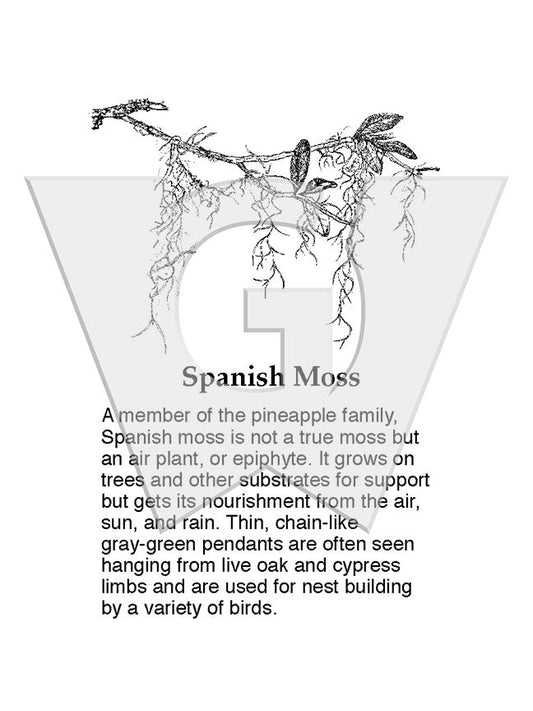 Spanish Moss Sign