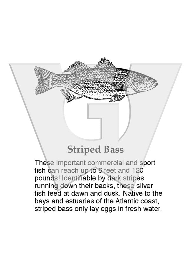 Striped Bass Sign – Wilderness Graphics, Inc.
