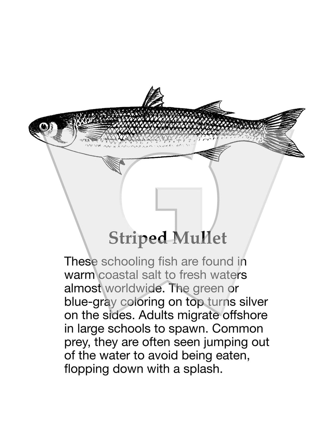 Striped Mullet Sign – Wilderness Graphics, Inc.