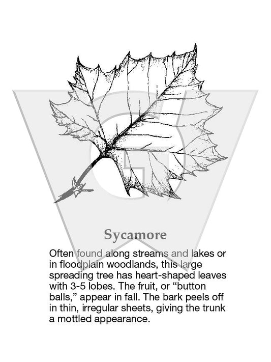 Sycamore