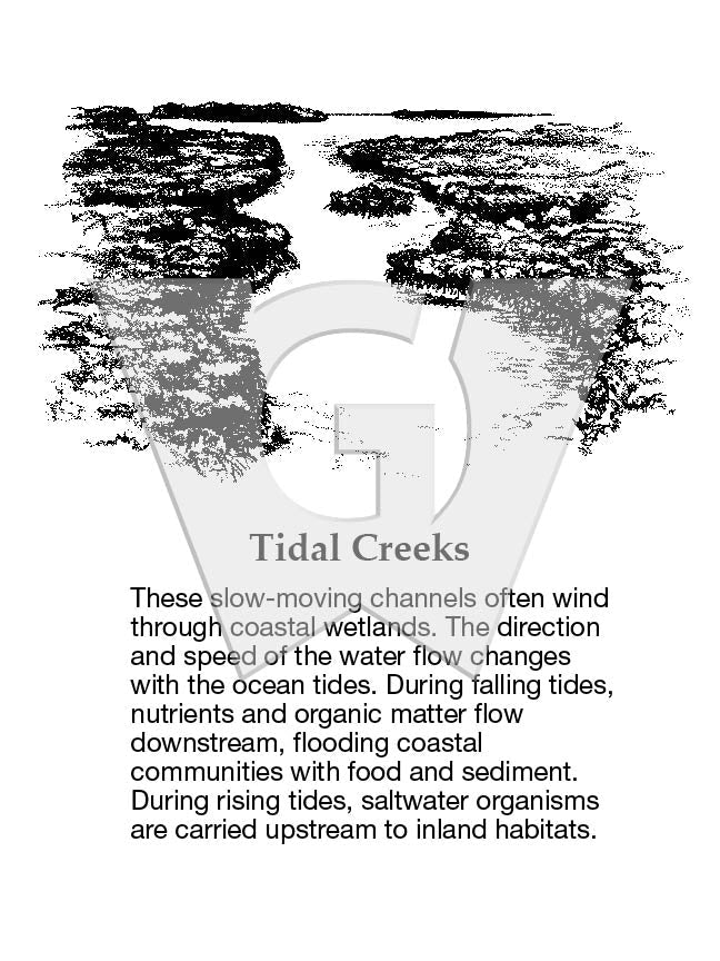 Tidal Creeks