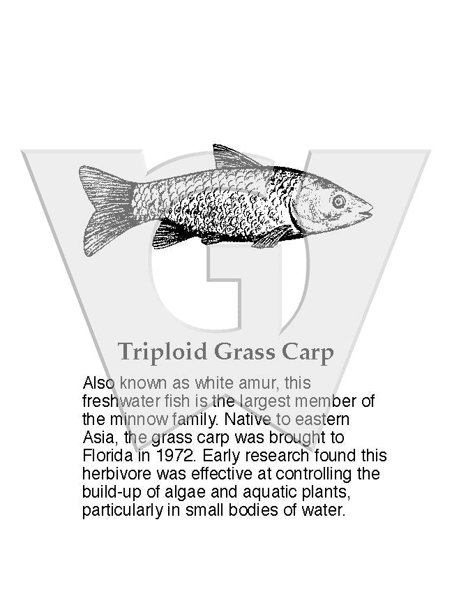 Triploid Grass Carp