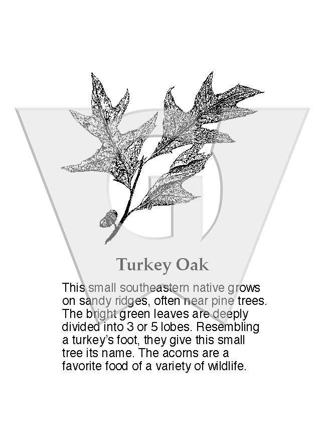Turkey Oak