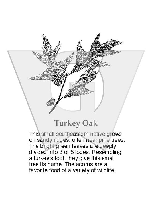 Turkey Oak