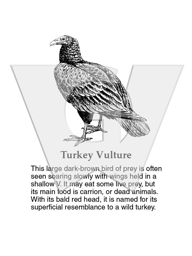 Turkey Vulture Sign – Wilderness Graphics, Inc.
