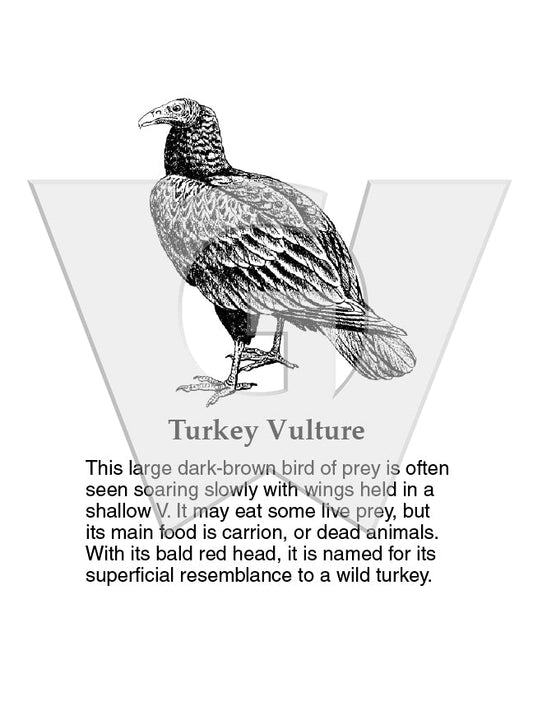 Turkey Vulture