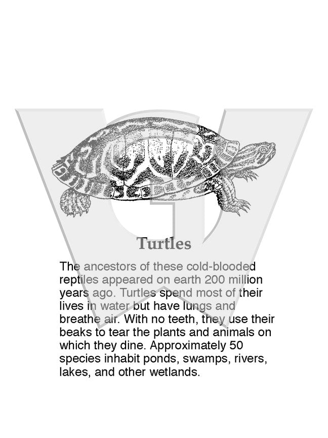 Turtles Sign – Wilderness Graphics, Inc.