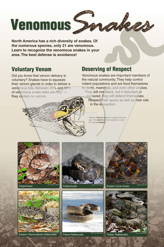An interpretive sign that discusses Venomous Snakes and has photos of them.