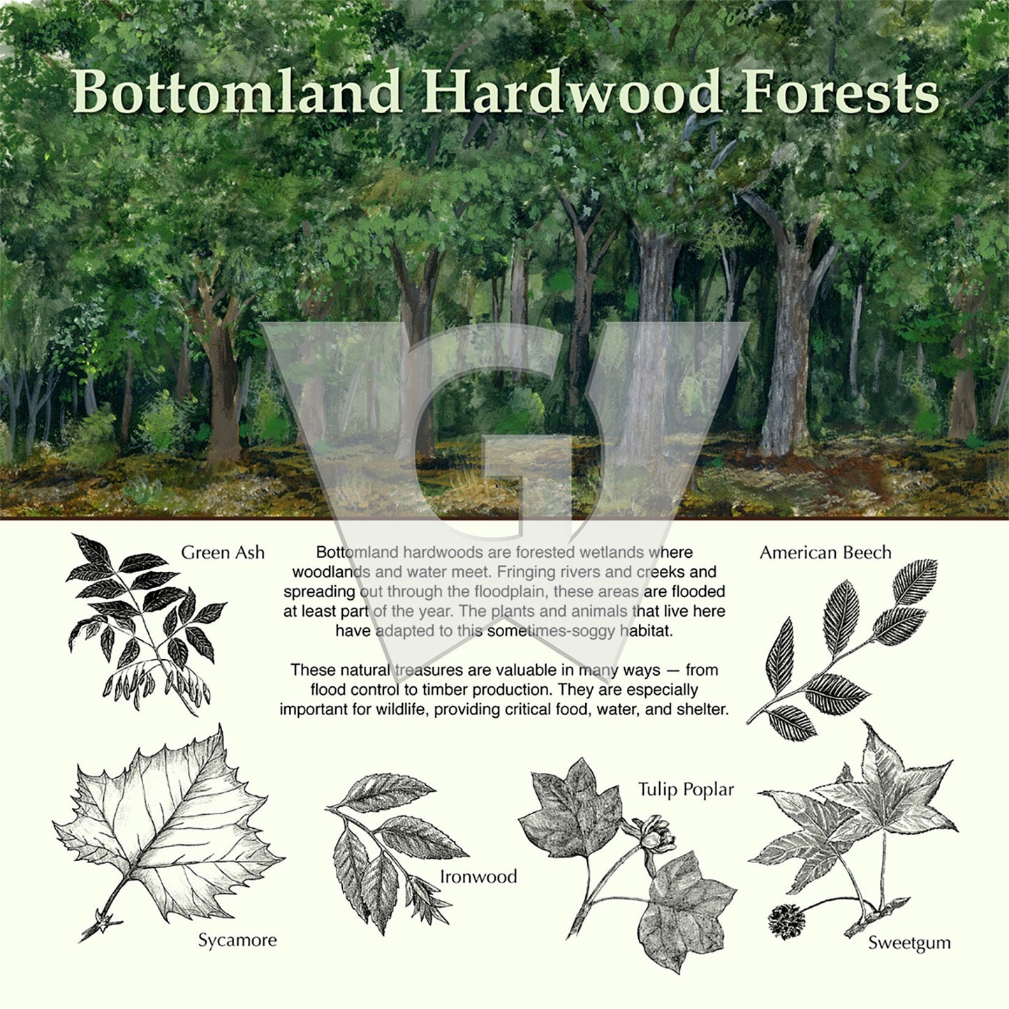 Bottomland Hardwood Forests