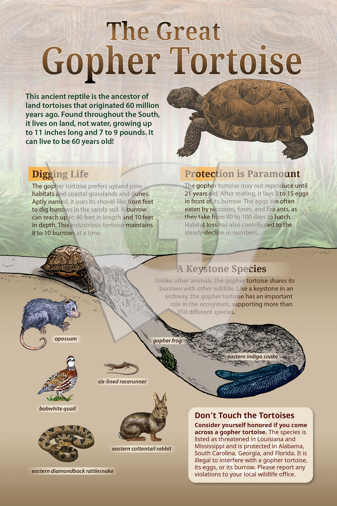 Gopher Tortoise Sign – Wilderness Graphics, Inc.