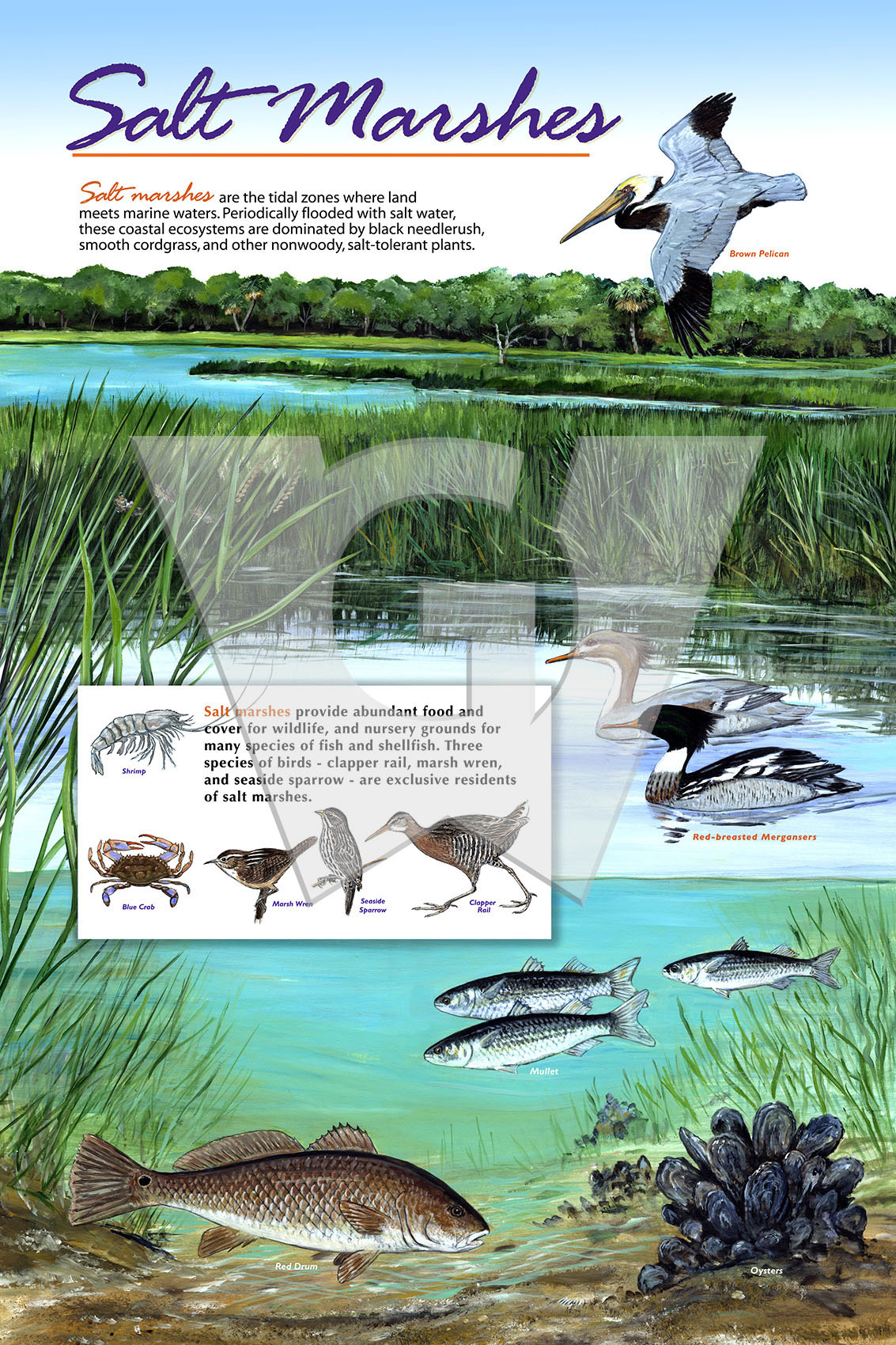 Salt Marshes Sign – Wilderness Graphics, Inc.