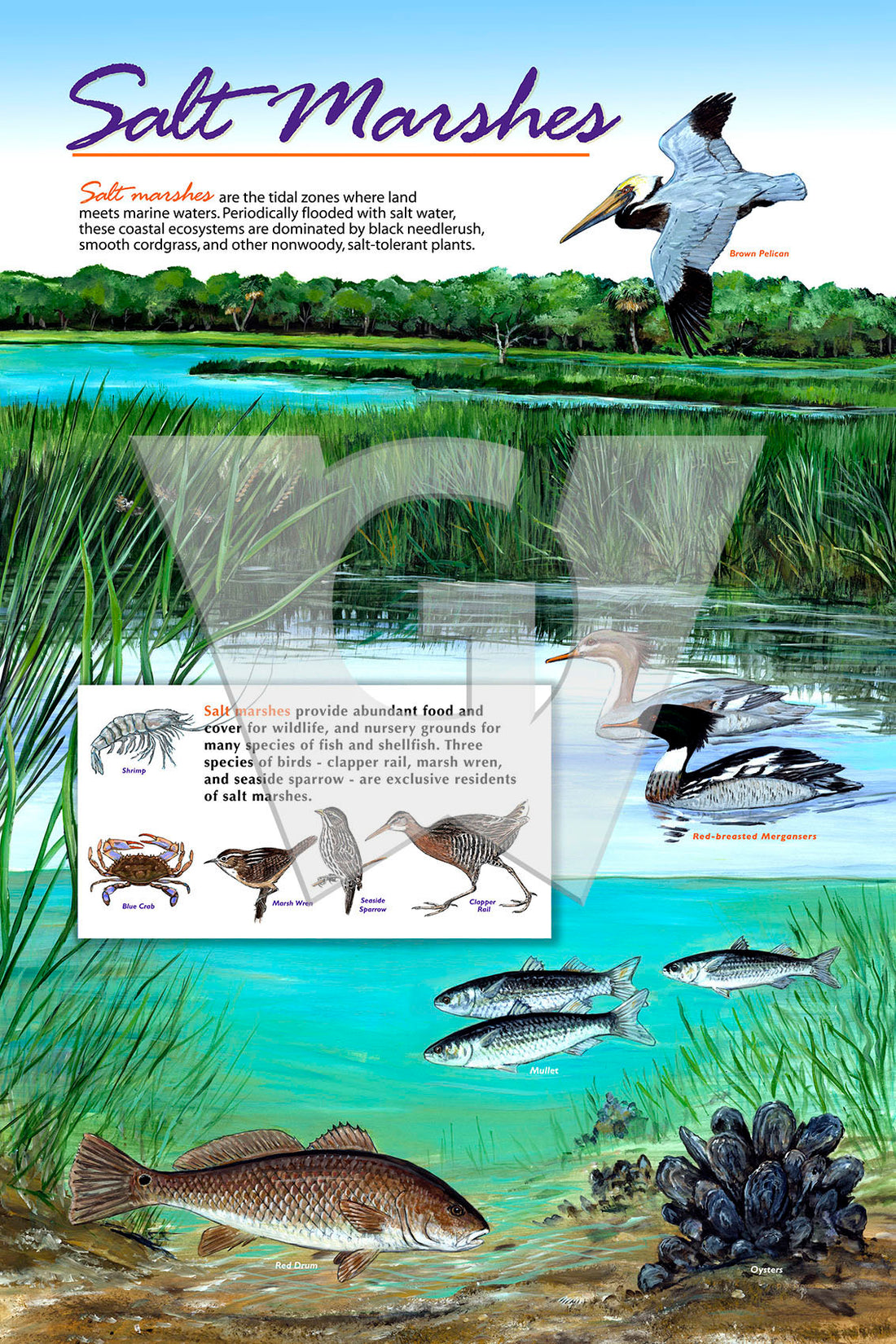 Salt Marshes Sign – Wilderness Graphics, Inc.