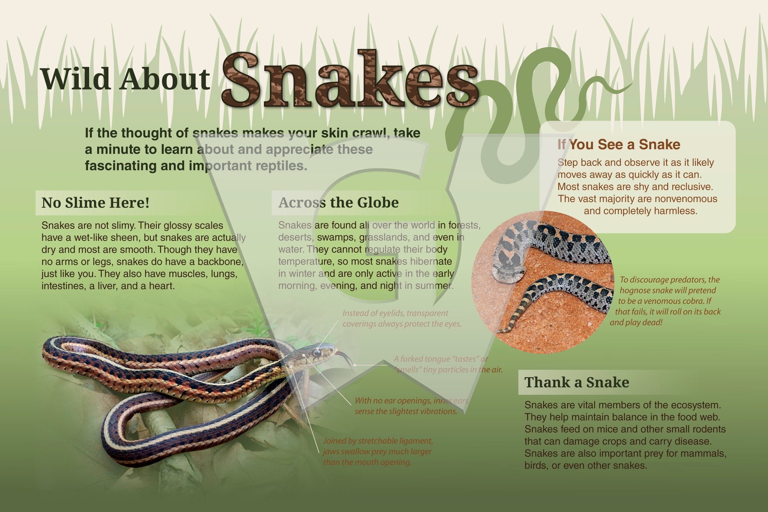 Snake Description Wild About Snakes Sign – Wilderness Graphics, Inc.