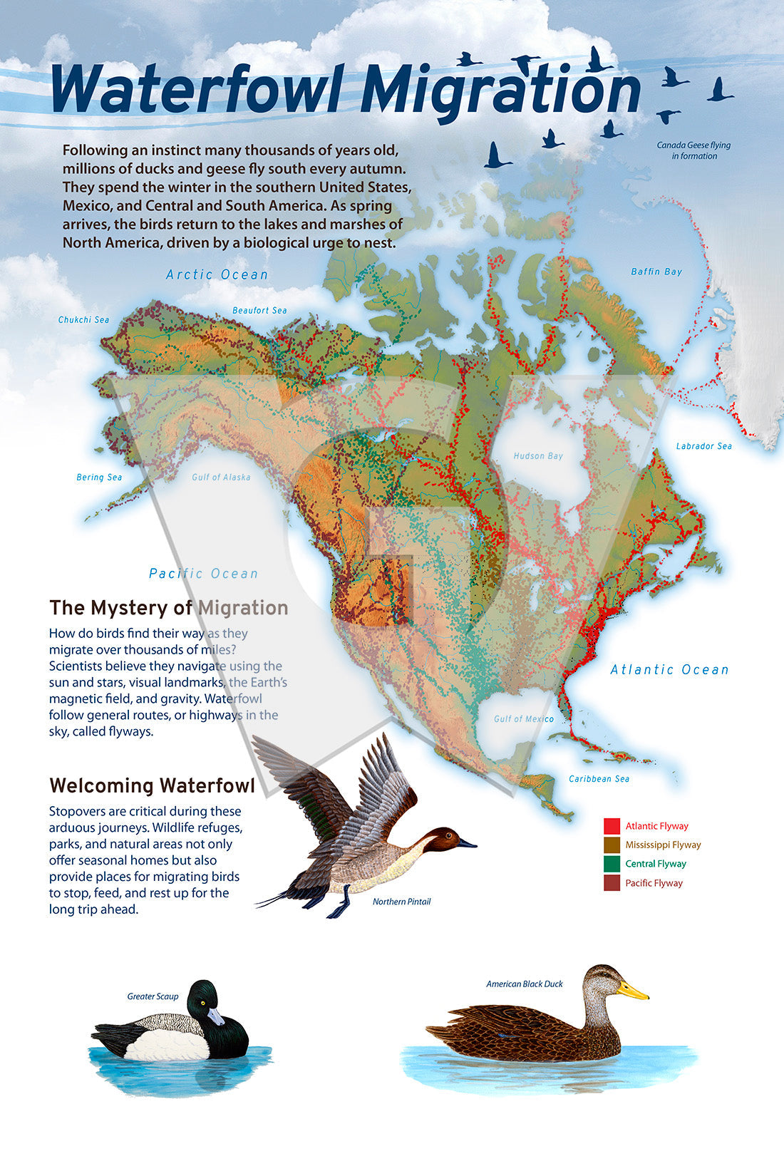 Waterfowl Migration