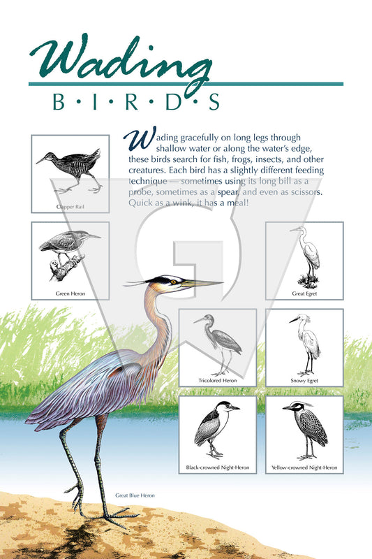 A interpretive panel featuring illustrations of various wading birds with captions providing information about the birds and their habitats.
