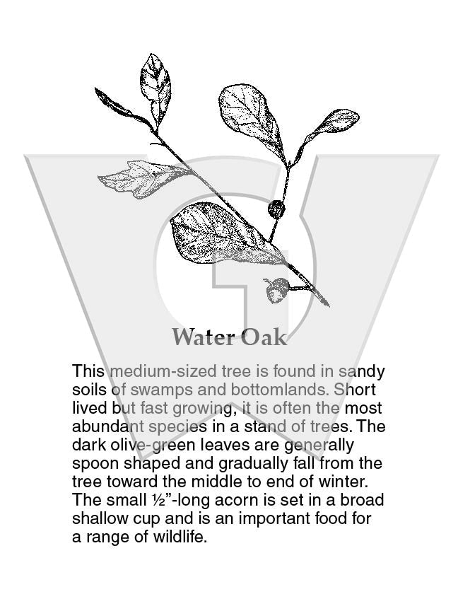 Water Oak
