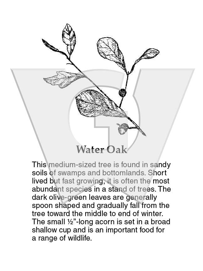 Water Oak