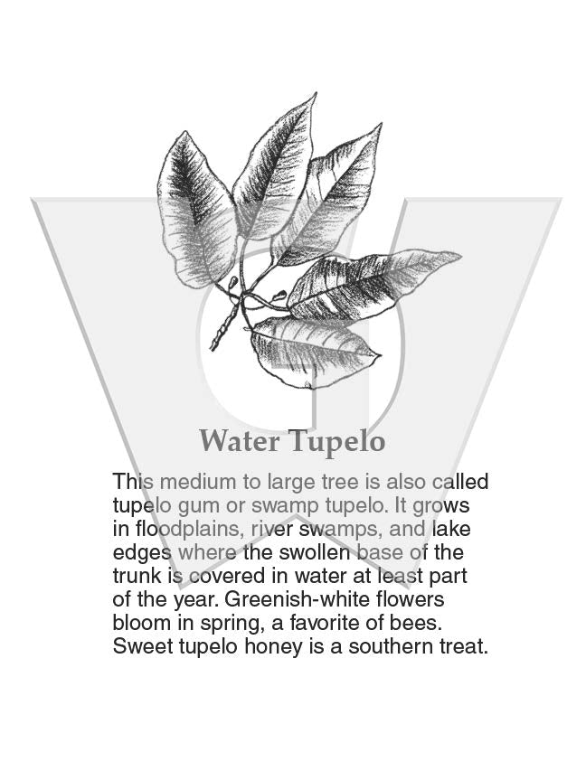 Water Tupelo