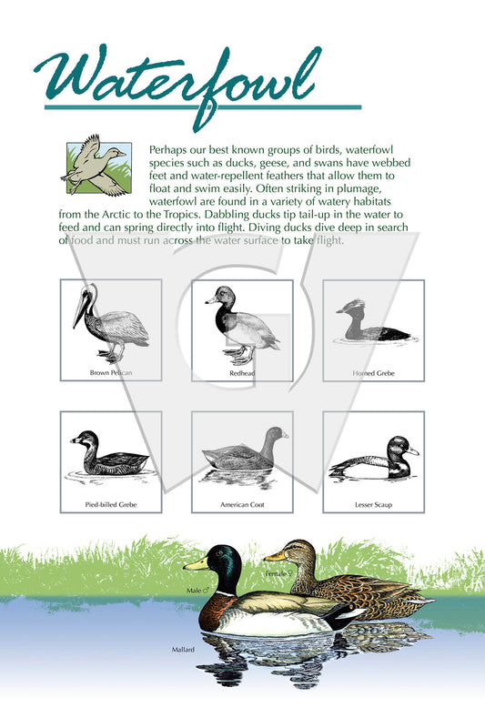 A interpretive sign illustration featuring silhouettes of various waterfowl with accompanying text descriptions.