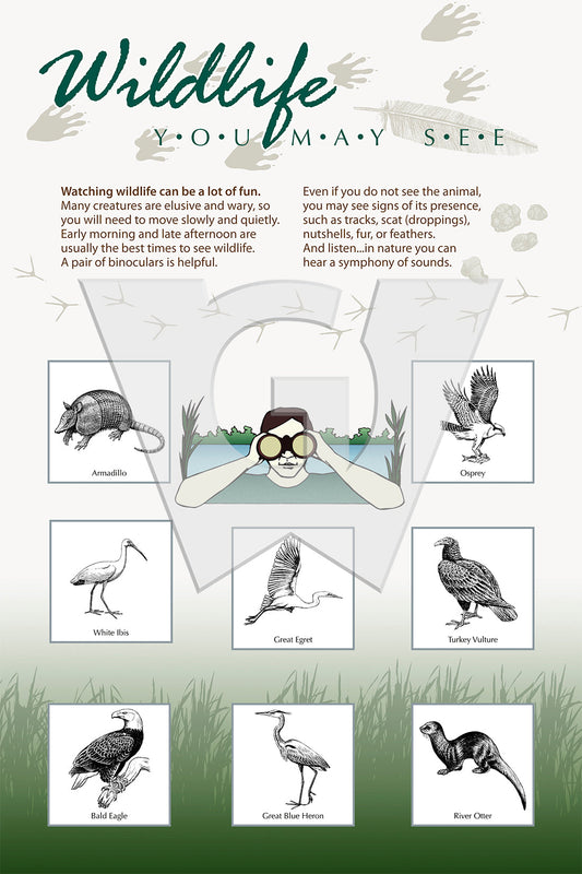 A interpretive sign for 'Wildlife You May See' featuring illustrations of various animals and a person wearing binoculars, with text describing wildlife watching tips.