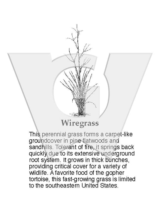 Wiregrass